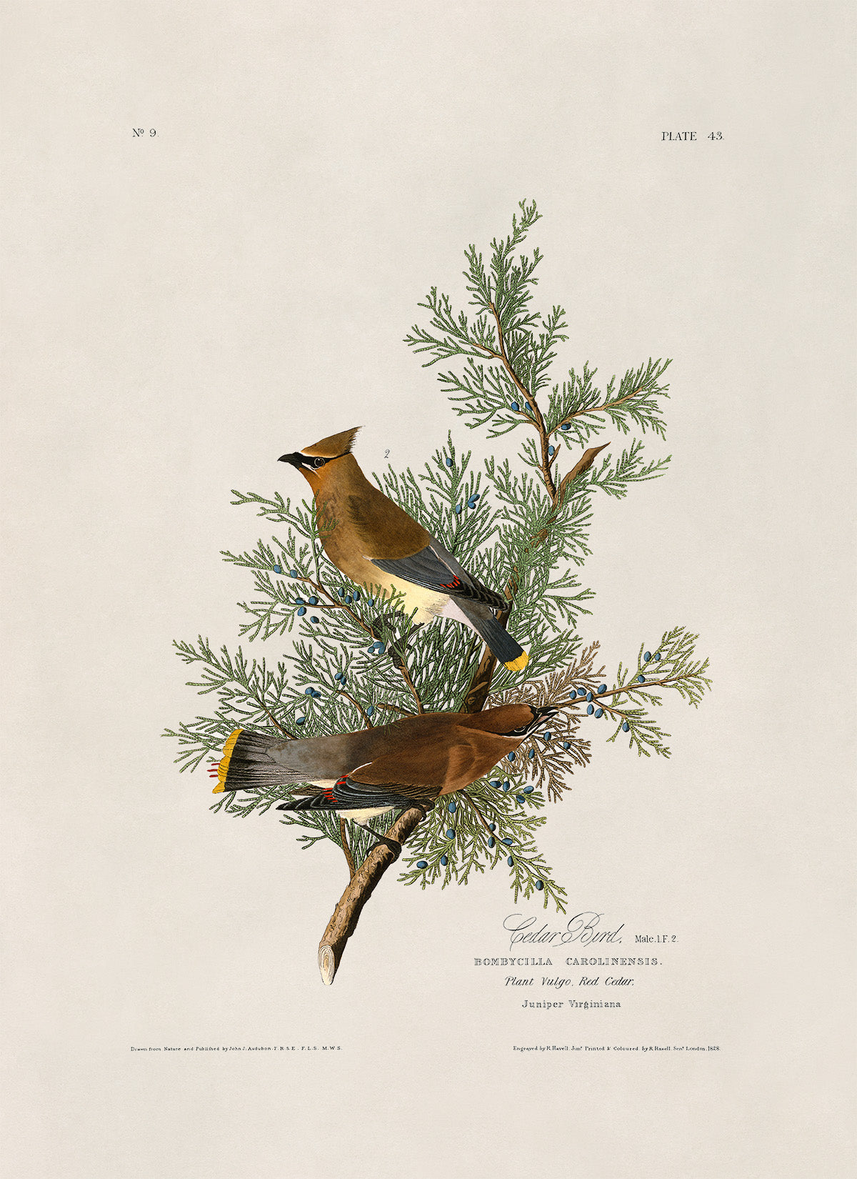 Cedar Waxwing Bird Print, Vintage Style Audubon Birds Of America Illustration, AOB43