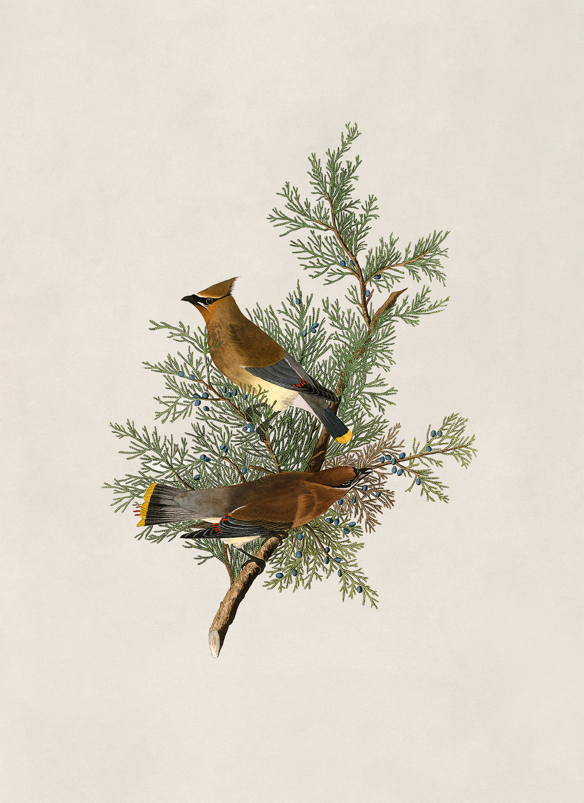 Cedar Waxwing Bird Print, Vintage Style Audubon Birds Of America Illustration, AOB43