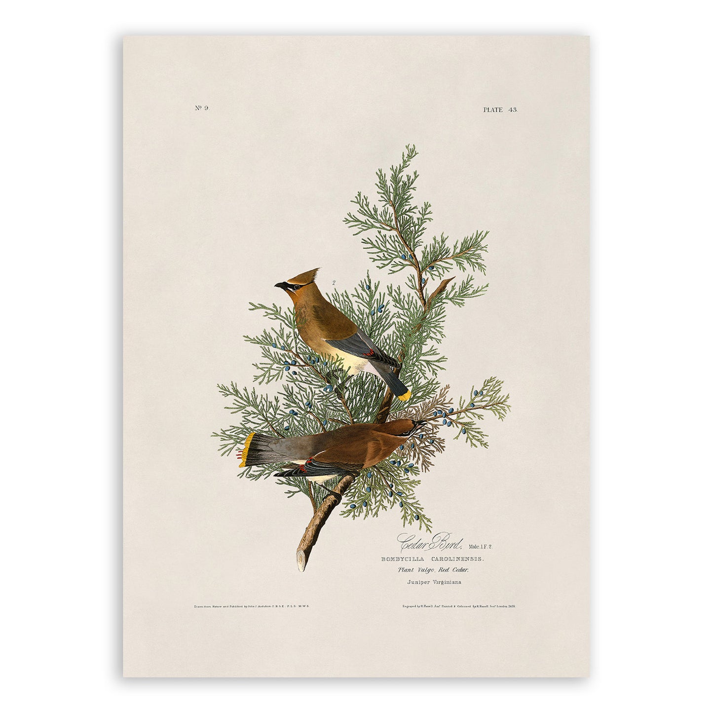 Cedar Waxwing Bird Print, Vintage Style Audubon Birds Of America Illustration, AOB43