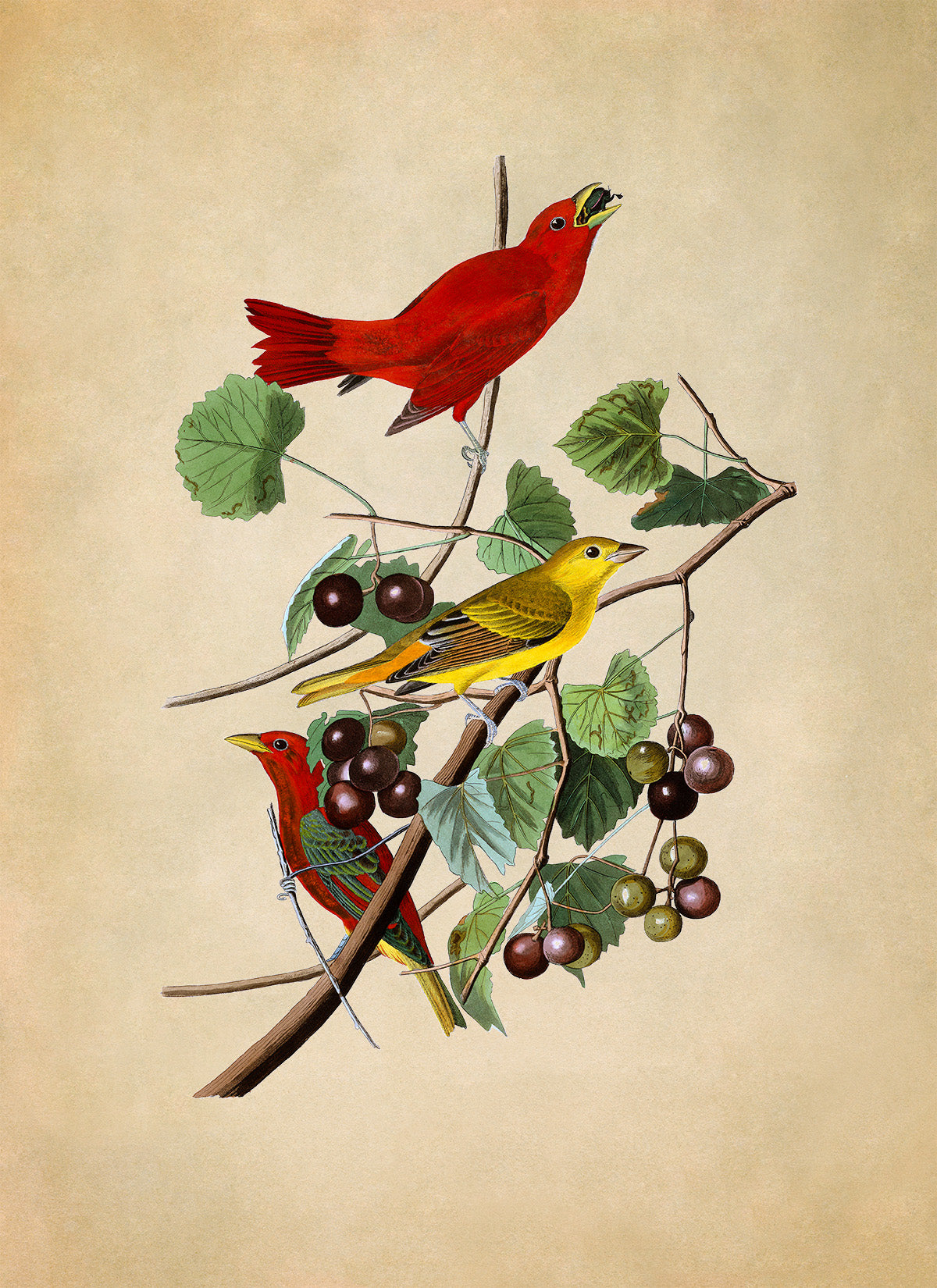 Summer Tanager Red Bird Print, Vintage Style Audubon Birds Of America Illustration, AOB44