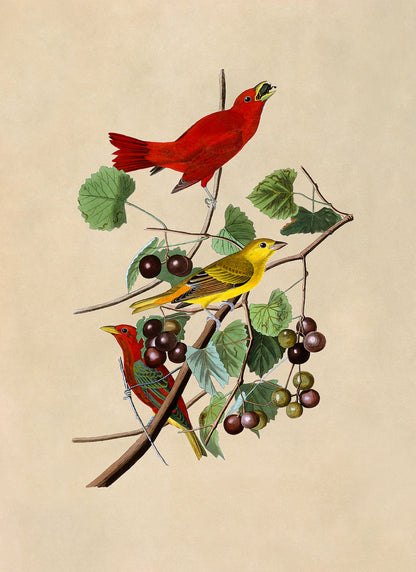 Summer Tanager Red Bird Print, Vintage Style Audubon Birds Of America Illustration, AOB44