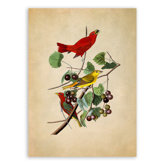 Summer Tanager Red Bird Print, Vintage Style Audubon Birds Of America Illustration, AOB44