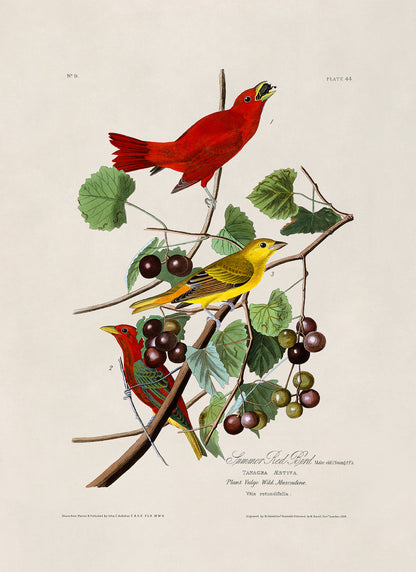 Summer Tanager Red Bird Print, Vintage Style Audubon Birds Of America Illustration, AOB44