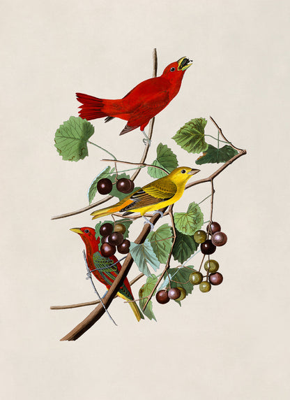 Summer Tanager Red Bird Print, Vintage Style Audubon Birds Of America Illustration, AOB44