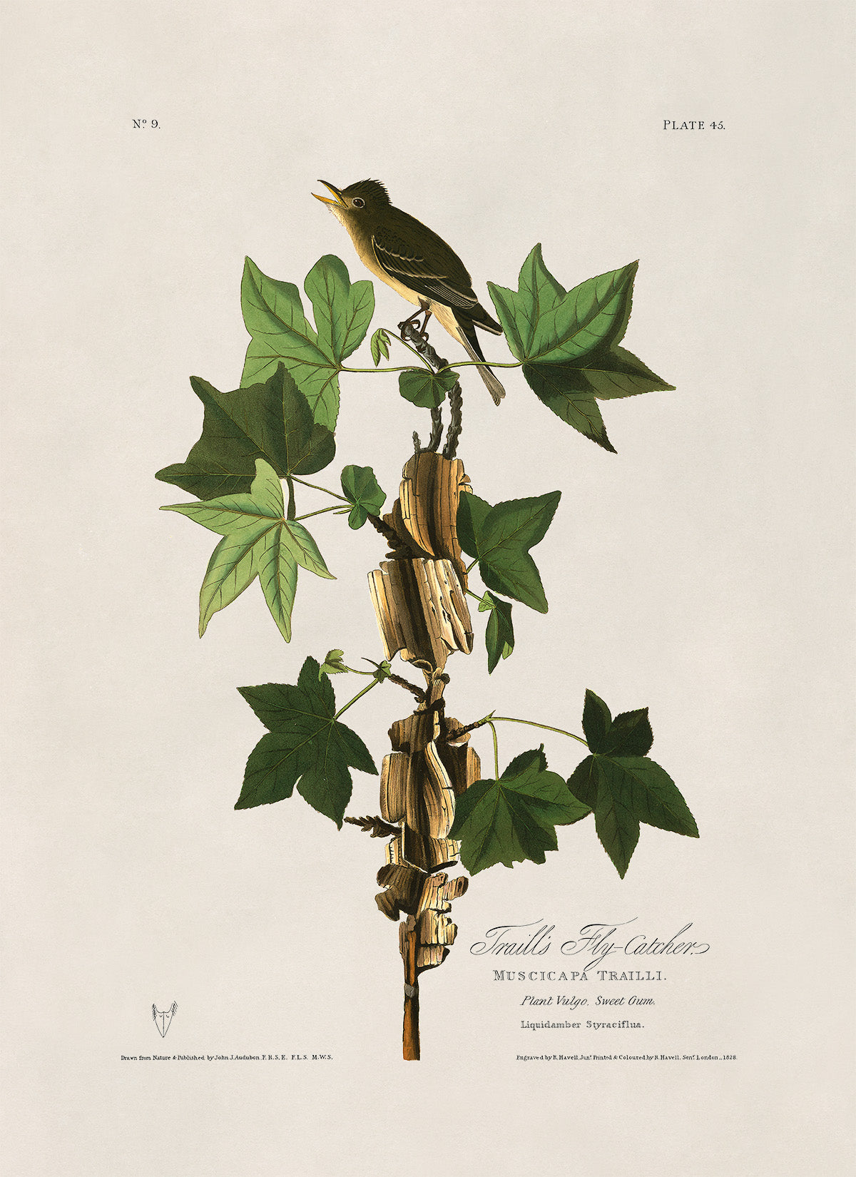 Willow Flycatcher Bird Print, Vintage Style Audubon Birds Of America Illustration, AOB45