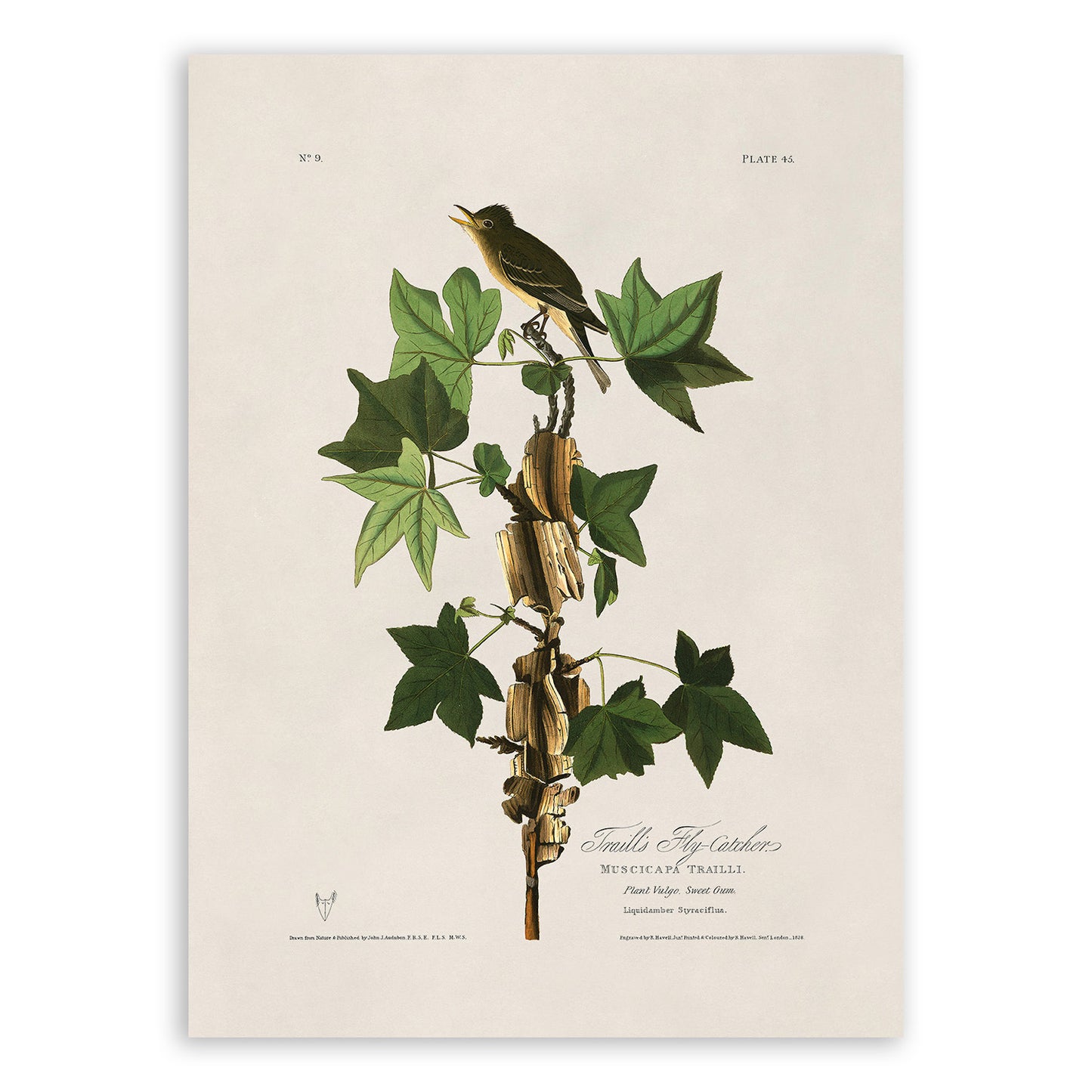 Willow Flycatcher Bird Print, Vintage Style Audubon Birds Of America Illustration, AOB45