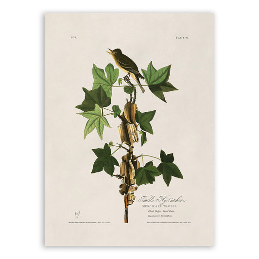 Willow Flycatcher Bird Print, Vintage Style Audubon Birds Of America Illustration, AOB45