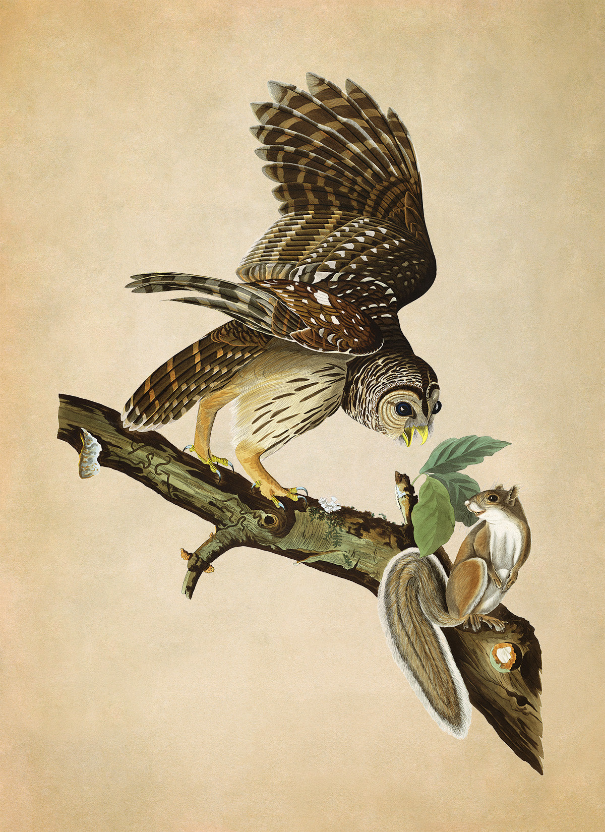 Barred Owl Bird Print, Vintage Style Audubon Birds Of America Illustration, AOB46