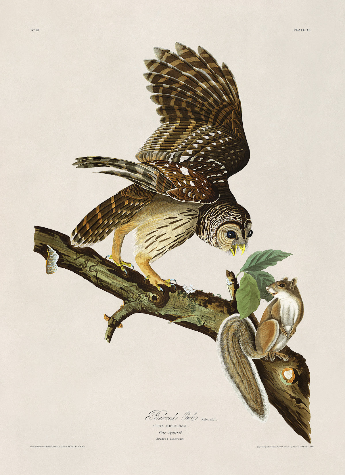 Barred Owl Bird Print, Vintage Style Audubon Birds Of America Illustration, AOB46