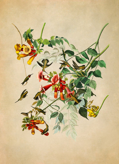 Ruby Throated Hummingbird Print, Vintage Style Audubon Birds Of America Illustration, AOB47