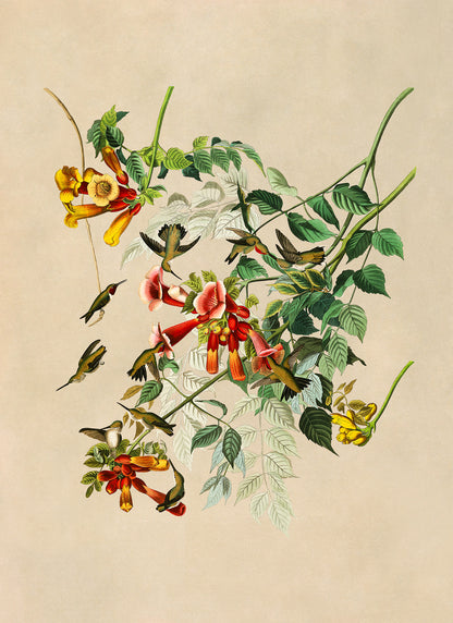 Ruby Throated Hummingbird Print, Vintage Style Audubon Birds Of America Illustration, AOB47