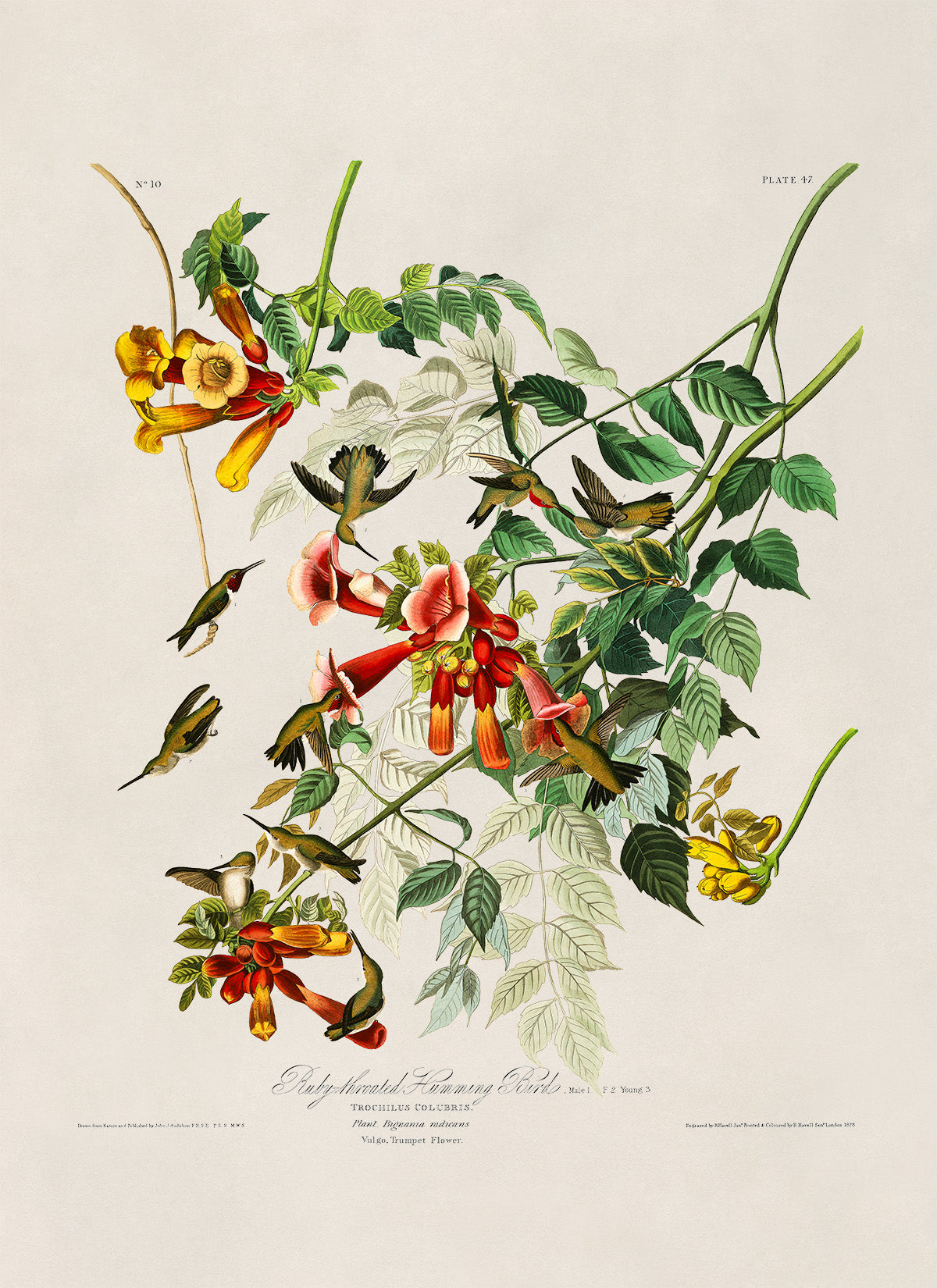 Ruby Throated Hummingbird Print, Vintage Style Audubon Birds Of America Illustration, AOB47