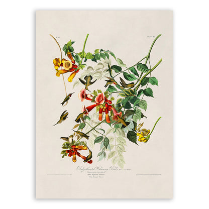 Ruby Throated Hummingbird Print, Vintage Style Audubon Birds Of America Illustration, AOB47