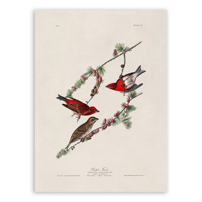 Purple Finch Bird Print, Vintage Style Audubon Birds Of America Illustration, AOB4