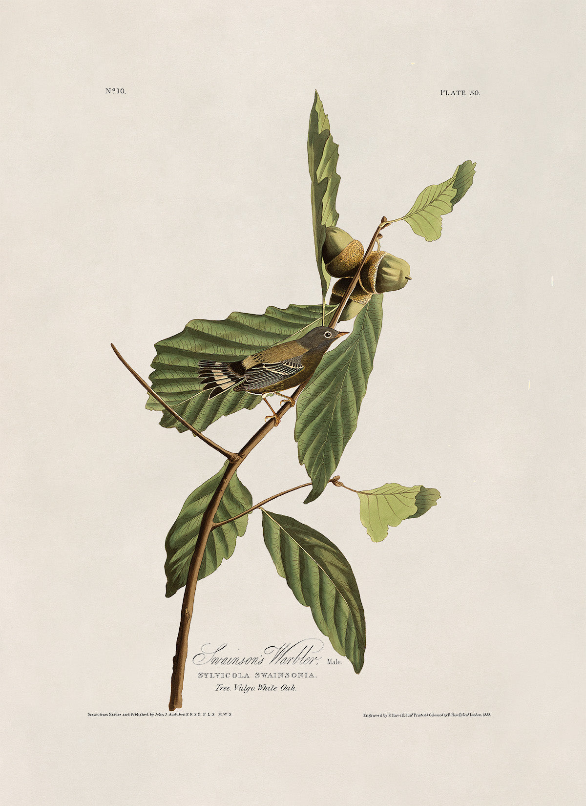 Swainson's Warbler Bird Print, Vintage Style Audubon Birds Of America Illustration, AOB50