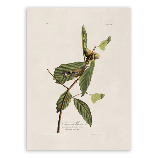 Swainson's Warbler Bird Print, Vintage Style Audubon Birds Of America Illustration, AOB50