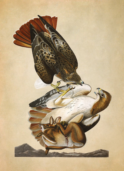 Red Tailed Hawk Print, Vintage Style Audubon Birds Of America Illustration, AOB51