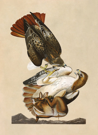 Red Tailed Hawk Print, Vintage Style Audubon Birds Of America Illustration, AOB51