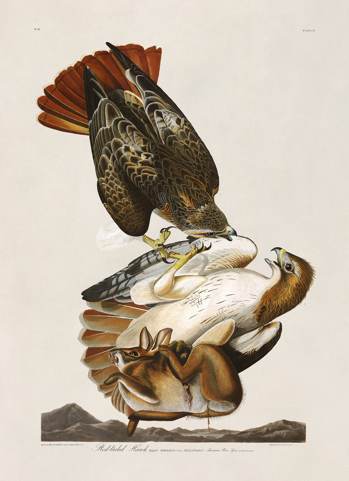 Red Tailed Hawk Print, Vintage Style Audubon Birds Of America Illustration, AOB51