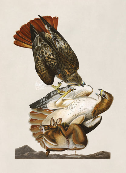 Red Tailed Hawk Print, Vintage Style Audubon Birds Of America Illustration, AOB51