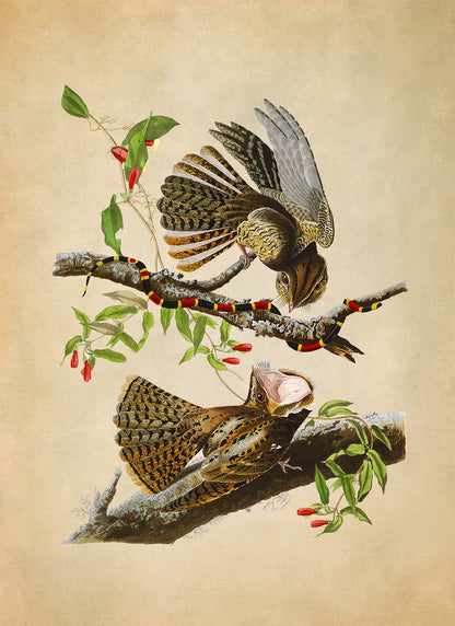 Chuck Will's Widow Bird Print, Vintage Style Audubon Birds Of America Illustration, AOB52