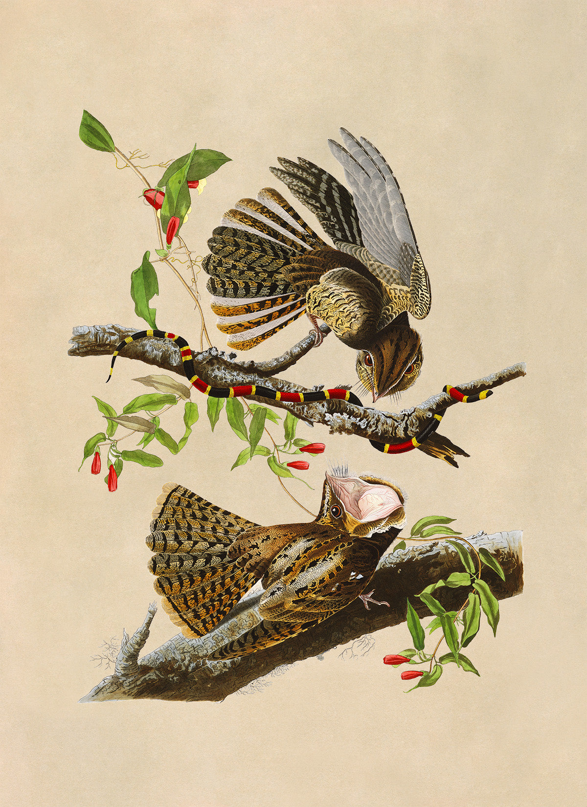 Chuck Will's Widow Bird Print, Vintage Style Audubon Birds Of America Illustration, AOB52