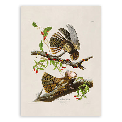 Chuck Will's Widow Bird Print, Vintage Style Audubon Birds Of America Illustration, AOB52