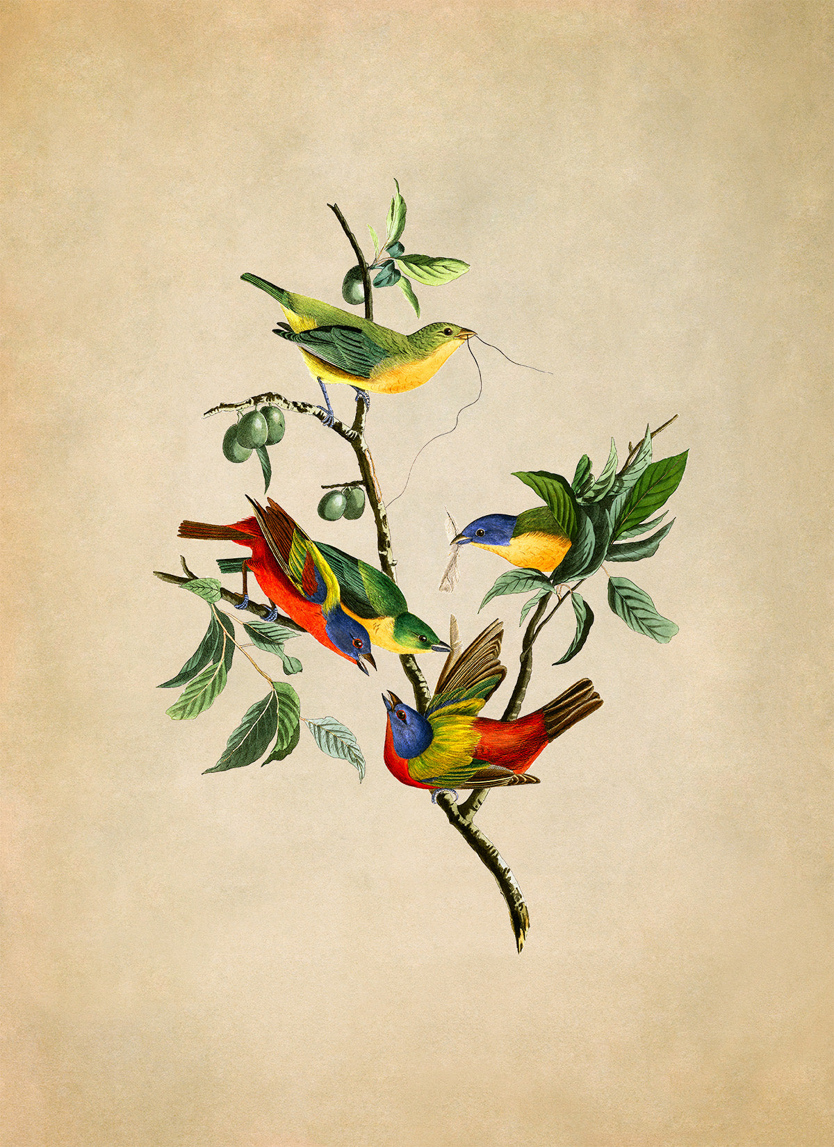 Painted Bunting Bird Print, Vintage Style Audubon Birds Of America Illustration, AOB53