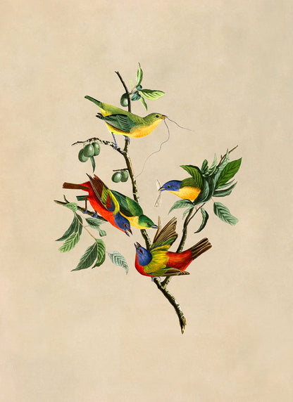 Painted Bunting Bird Print, Vintage Style Audubon Birds Of America Illustration, AOB53