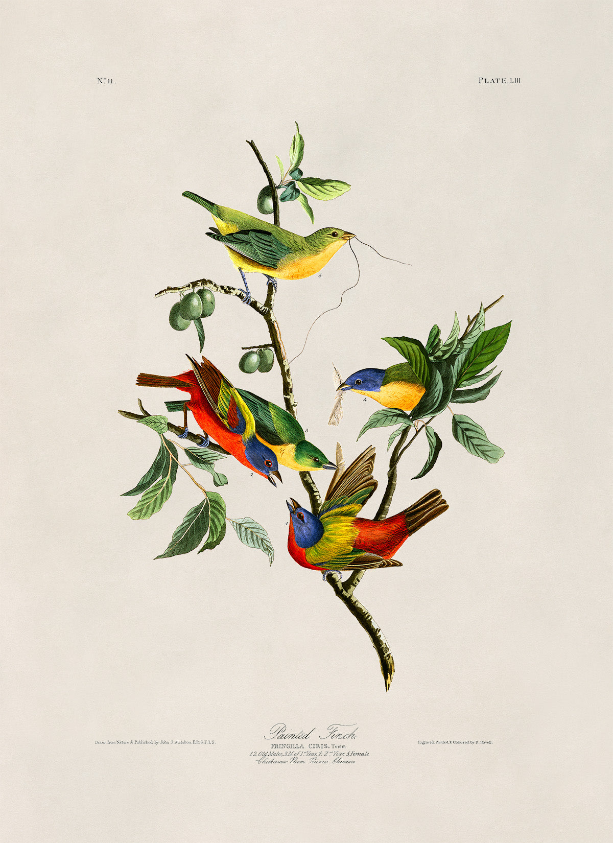 Painted Bunting Bird Print, Vintage Style Audubon Birds Of America Illustration, AOB53