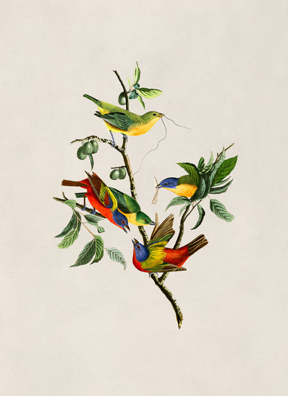 Painted Bunting Bird Print, Vintage Style Audubon Birds Of America Illustration, AOB53