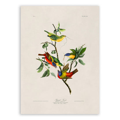 Painted Bunting Bird Print, Vintage Style Audubon Birds Of America Illustration, AOB53