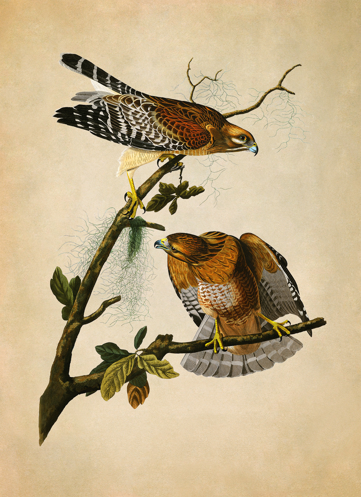 Red Shouldered Hawk Print, Vintage Style Audubon Birds Of America Illustration, AOB56