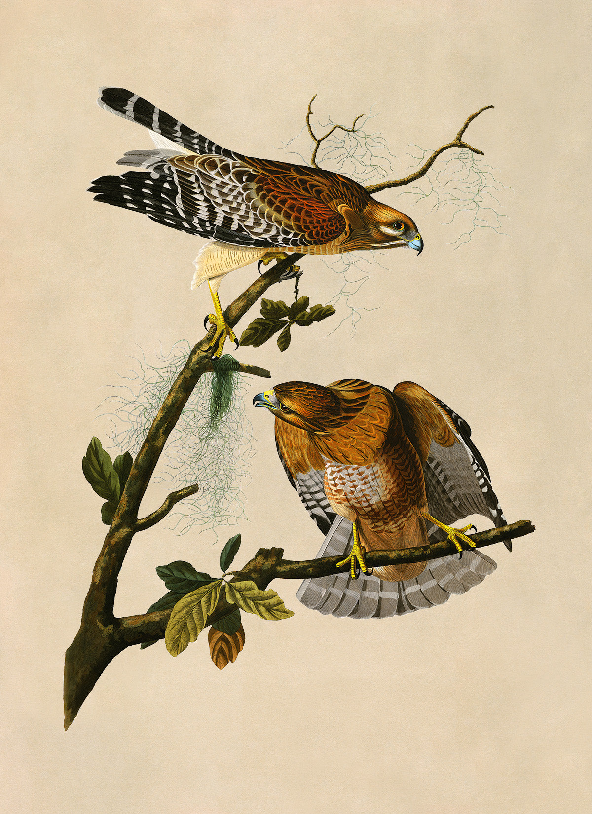 Red Shouldered Hawk Print, Vintage Style Audubon Birds Of America Illustration, AOB56