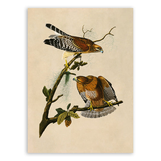 Red Shouldered Hawk Print, Vintage Style Audubon Birds Of America Illustration, AOB56