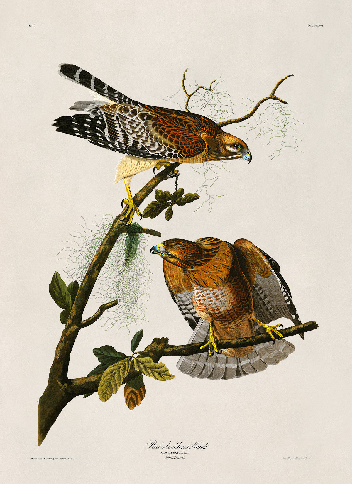 Red Shouldered Hawk Print, Vintage Style Audubon Birds Of America Illustration, AOB56