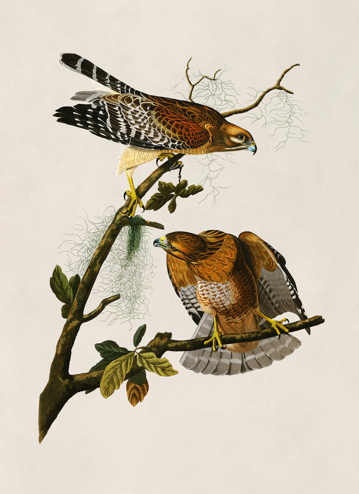 Red Shouldered Hawk Print, Vintage Style Audubon Birds Of America Illustration, AOB56