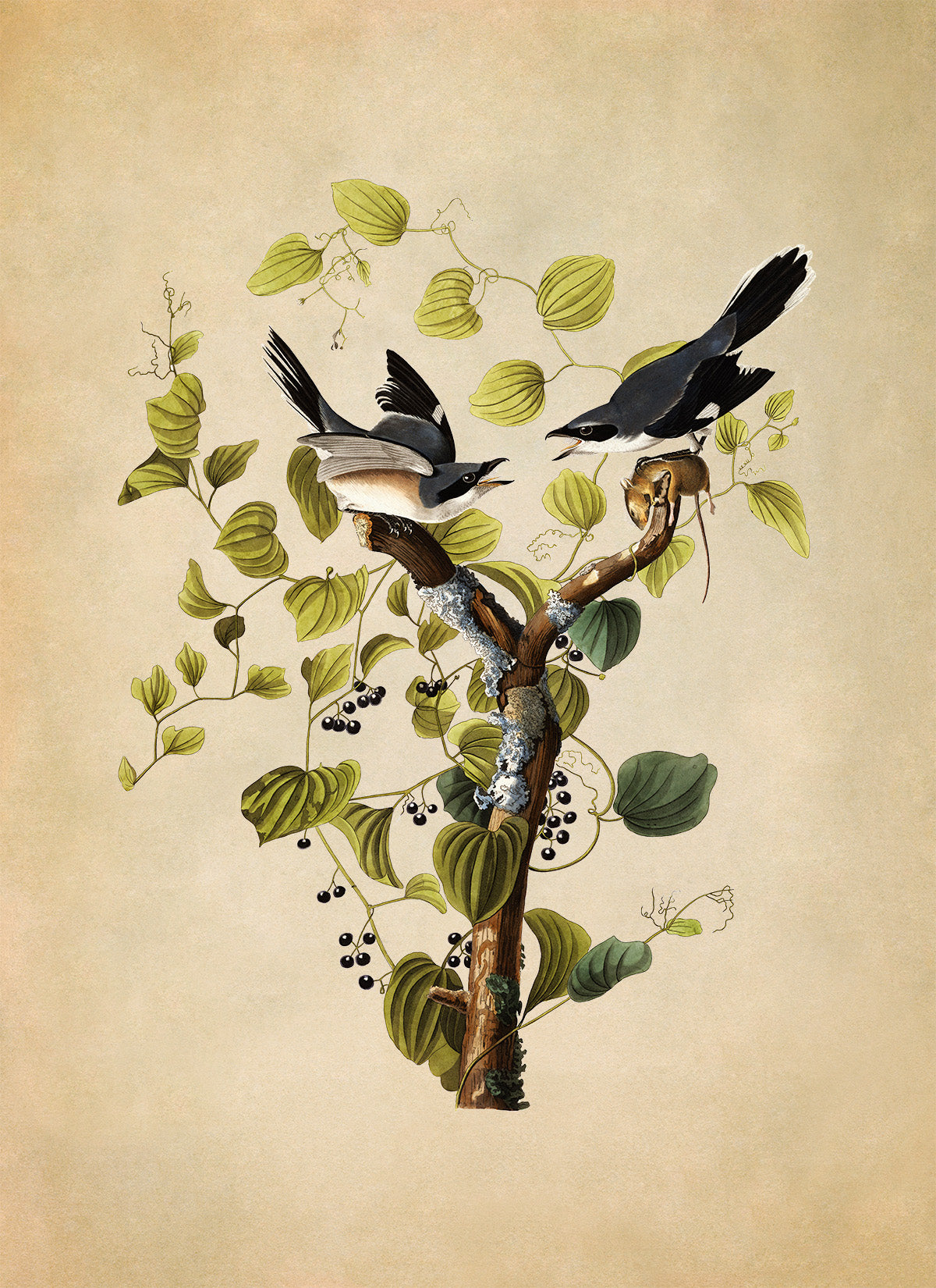 Loggerhead Shrike Bird Print, Vintage Style Audubon Birds Of America Illustration, AOB57