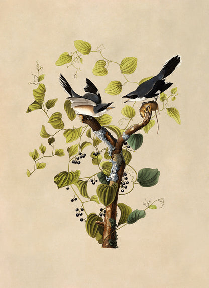 Loggerhead Shrike Bird Print, Vintage Style Audubon Birds Of America Illustration, AOB57