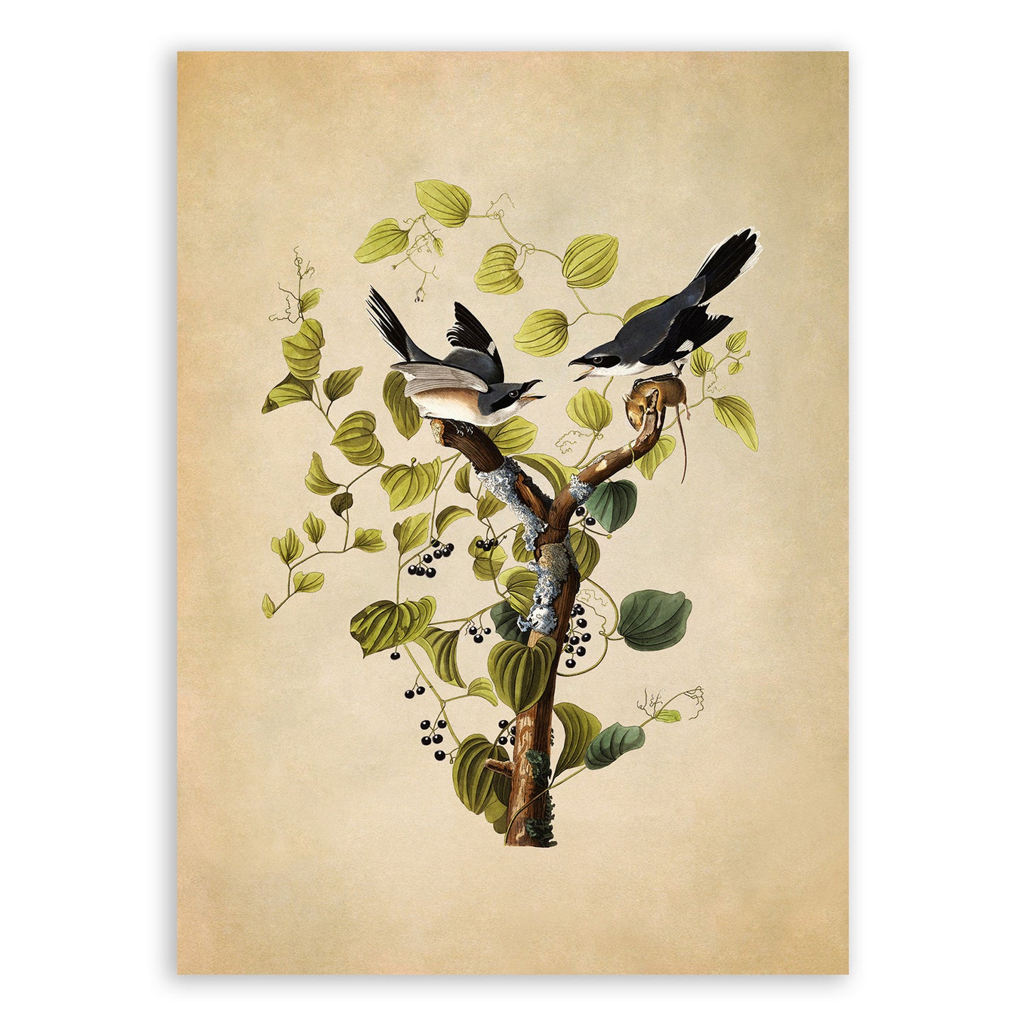 Loggerhead Shrike Bird Print, Vintage Style Audubon Birds Of America Illustration, AOB57