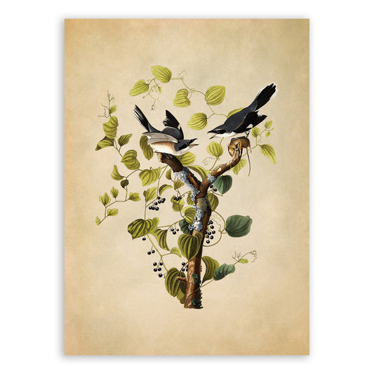 Loggerhead Shrike Bird Print, Vintage Style Audubon Birds Of America Illustration, AOB57