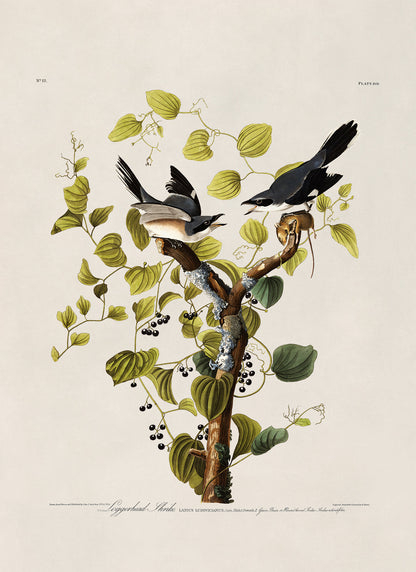 Loggerhead Shrike Bird Print, Vintage Style Audubon Birds Of America Illustration, AOB57