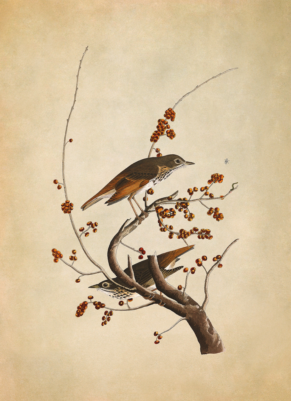 Hermit Thrush Bird Print, Vintage Style Audubon Birds Of America Illustration, AOB58