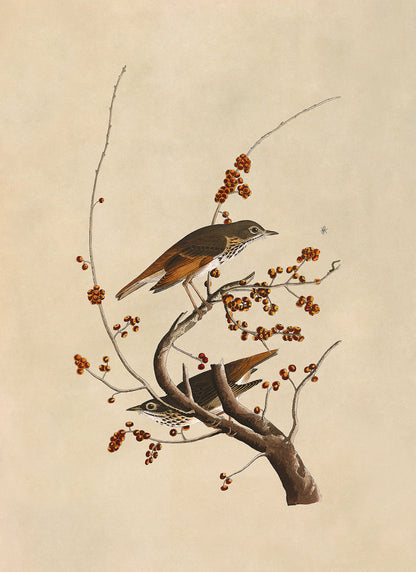 Hermit Thrush Bird Print, Vintage Style Audubon Birds Of America Illustration, AOB58