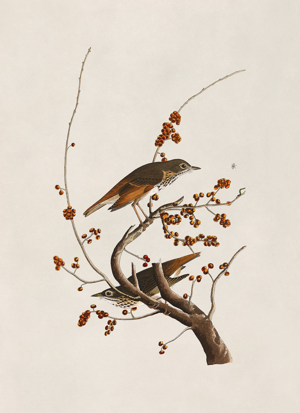 Hermit Thrush Bird Print, Vintage Style Audubon Birds Of America Illustration, AOB58