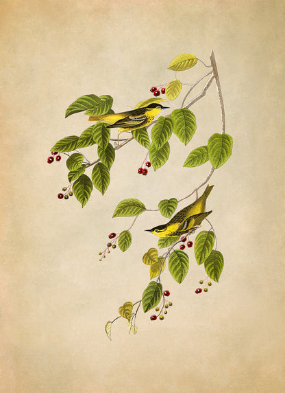 Carbonated Warbler Bird Print, Vintage Style Audubon Birds Of America Illustration, AOB59