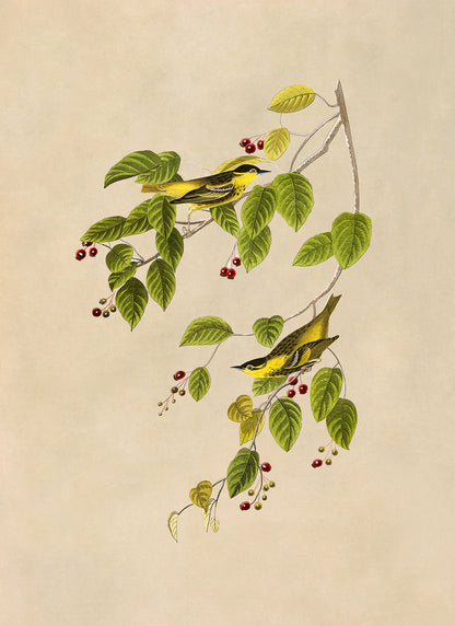 Carbonated Warbler Bird Print, Vintage Style Audubon Birds Of America Illustration, AOB59