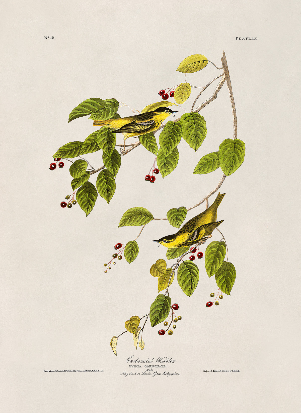 Carbonated Warbler Bird Print, Vintage Style Audubon Birds Of America Illustration, AOB59