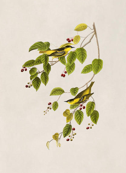 Carbonated Warbler Bird Print, Vintage Style Audubon Birds Of America Illustration, AOB59