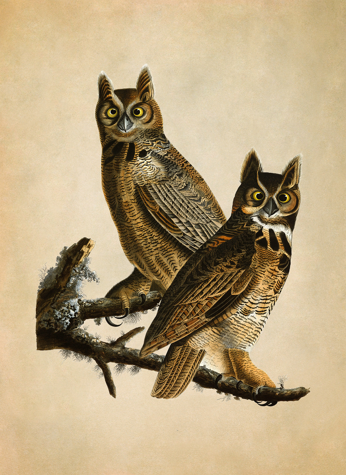 Great Horned Owl Print, Vintage Style Audubon Birds Of America Illustration, AOB60